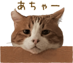 I am a cat.Thank you.12! sticker #14850793