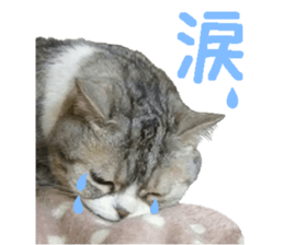 I am a cat.Thank you.12! sticker #14850795