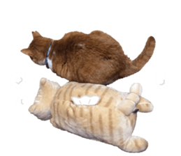 I am a cat.Thank you.12! sticker #14850796