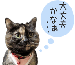 I am a cat.Thank you.12! sticker #14850797