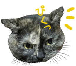 I am a cat.Thank you.12! sticker #14850798