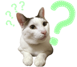 I am a cat.Thank you.12! sticker #14850799