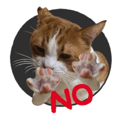 I am a cat.Thank you.12! sticker #14850800