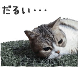 I am a cat.Thank you.12! sticker #14850802