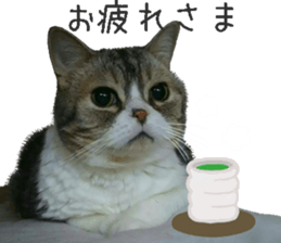 I am a cat.Thank you.12! sticker #14850804