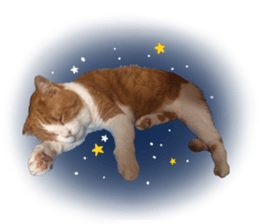 I am a cat.Thank you.12! sticker #14850808