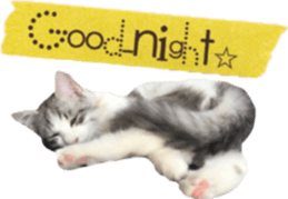 cat of cure balloon version sticker #14857718