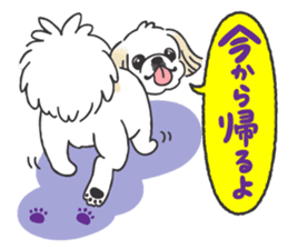 White pekingese dog, PEKITA sticker #14858250