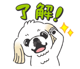 White pekingese dog, PEKITA sticker #14858254