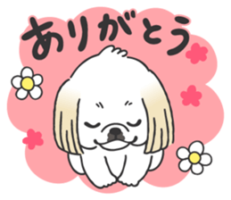 White pekingese dog, PEKITA sticker #14858256