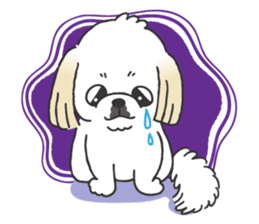 White pekingese dog, PEKITA sticker #14858260