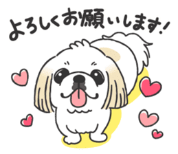 White pekingese dog, PEKITA sticker #14858264