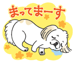 White pekingese dog, PEKITA sticker #14858276