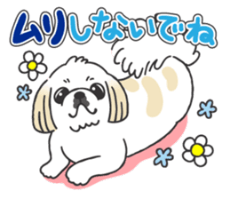 White pekingese dog, PEKITA sticker #14858283