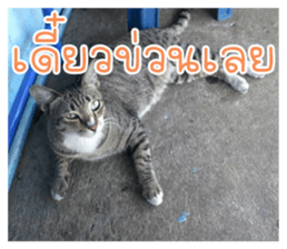 cat turn left 1 sticker #14858888