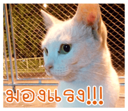 cat turn left 1 sticker #14858890