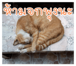 cat turn left 1 sticker #14858892