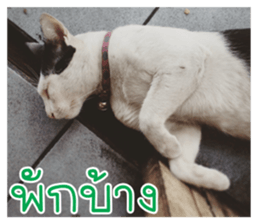 cat turn left 1 sticker #14858903