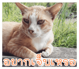 cat turn left 1 sticker #14858904