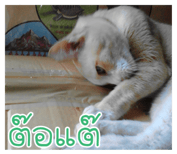 cat turn left 1 sticker #14858907