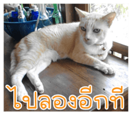 cat turn left 1 sticker #14858908