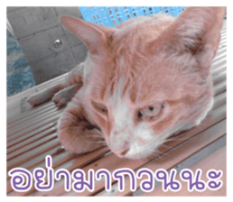 cat turn left 1 sticker #14858910