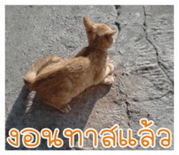 cat turn left 1 sticker #14858913