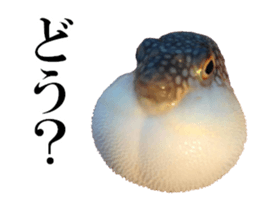 edible fish sticker #14859022