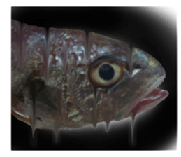 edible fish sticker #14859034