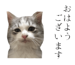 cat of cure Honorific expressions sticker #14860238