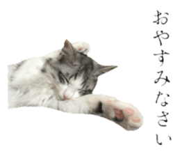 cat of cure Honorific expressions sticker #14860239