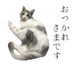 cat of cure Honorific expressions sticker #14860240