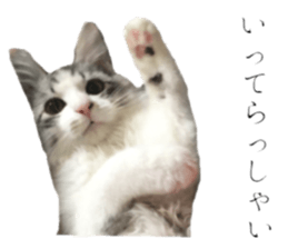 cat of cure Honorific expressions sticker #14860241
