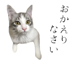 cat of cure Honorific expressions sticker #14860242