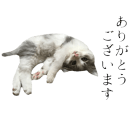 cat of cure Honorific expressions sticker #14860243