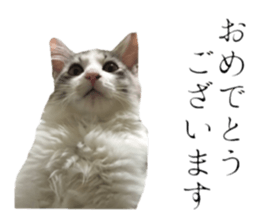 cat of cure Honorific expressions sticker #14860244