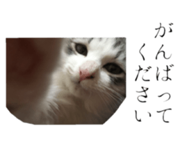 cat of cure Honorific expressions sticker #14860245