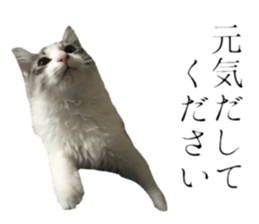 cat of cure Honorific expressions sticker #14860246