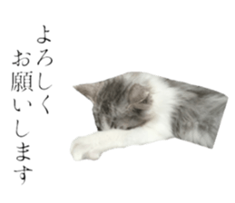 cat of cure Honorific expressions sticker #14860249