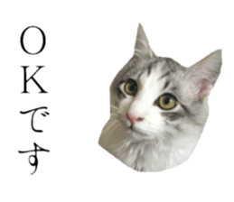 cat of cure Honorific expressions sticker #14860251
