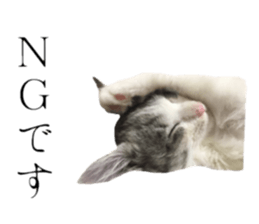 cat of cure Honorific expressions sticker #14860252