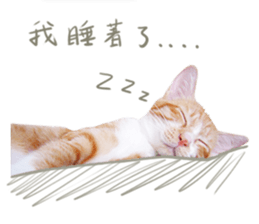 Cat's talk sticker #14861837