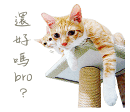 Cat's talk sticker #14861840