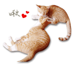 Cat's talk sticker #14861844