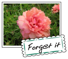 Greetings card with flowers photo2 sticker #14862279