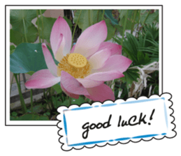 Greetings card with flowers photo2 sticker #14862280