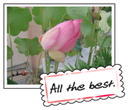 Greetings card with flowers photo2 sticker #14862281