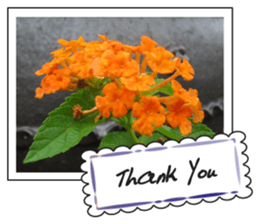 Greetings card with flowers photo2 sticker #14862282