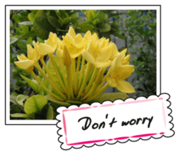 Greetings card with flowers photo2 sticker #14862283