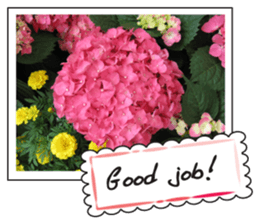 Greetings card with flowers photo2 sticker #14862287